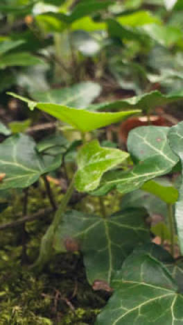 Video-Vertical-De-Cerca-Plantas-Del-Suelo-Del-Bosque-Musgo-Creciendo-árbol-Caído